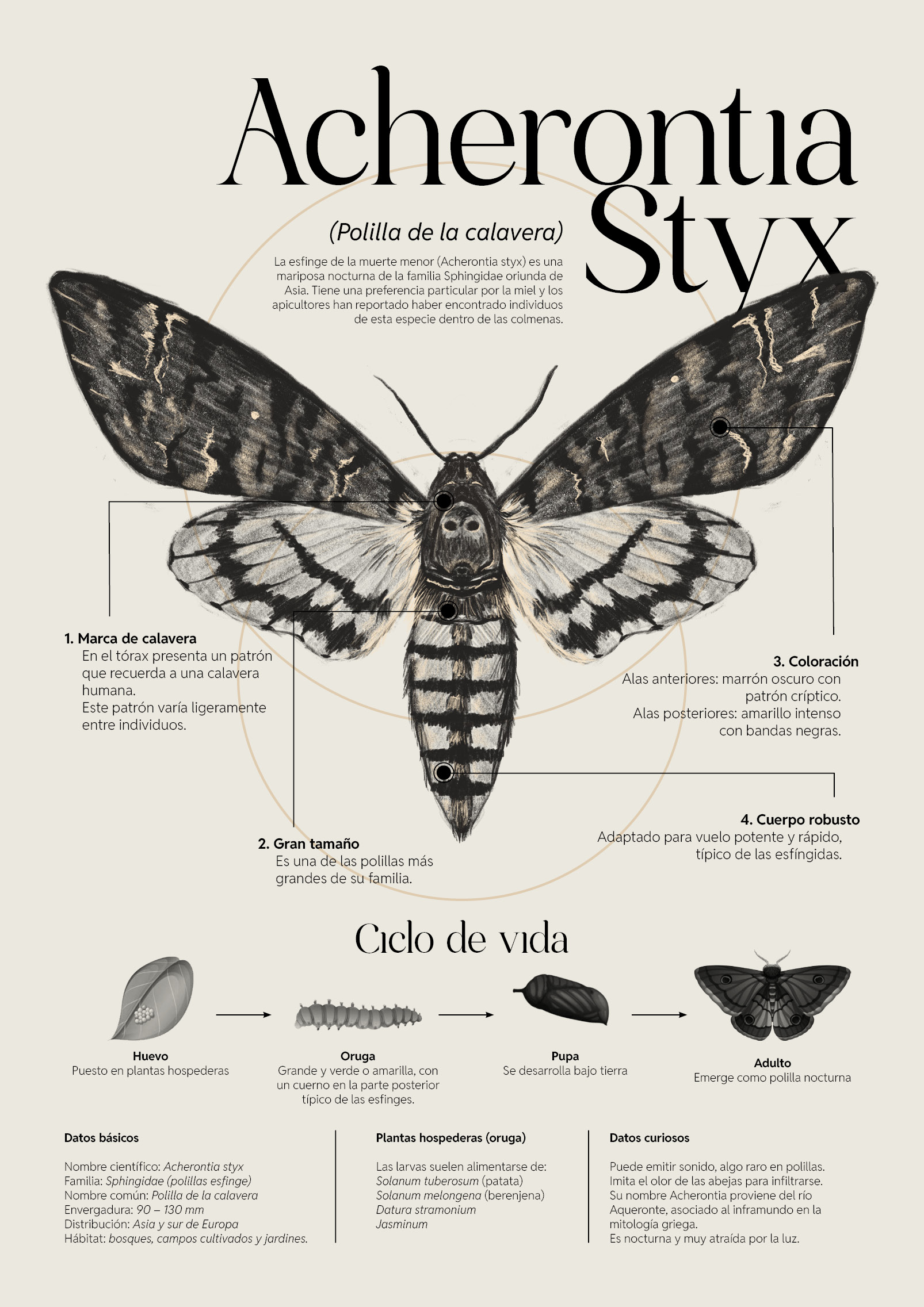 Acherontia Styx