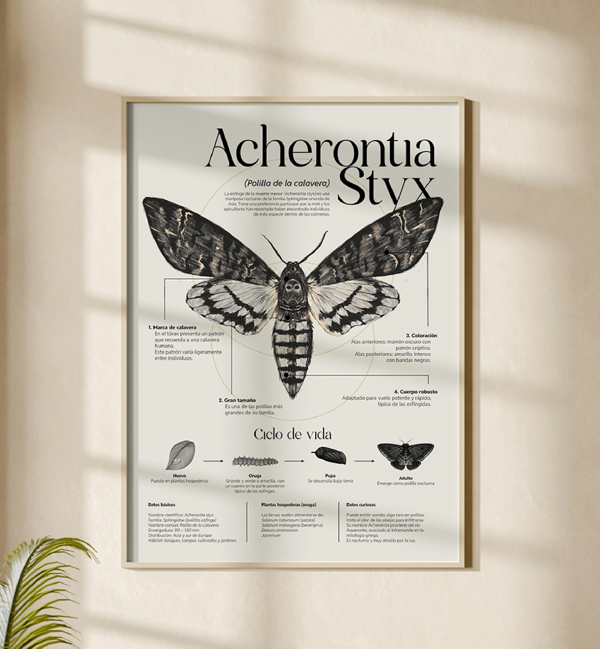Poster mockup — Acherontia Styx